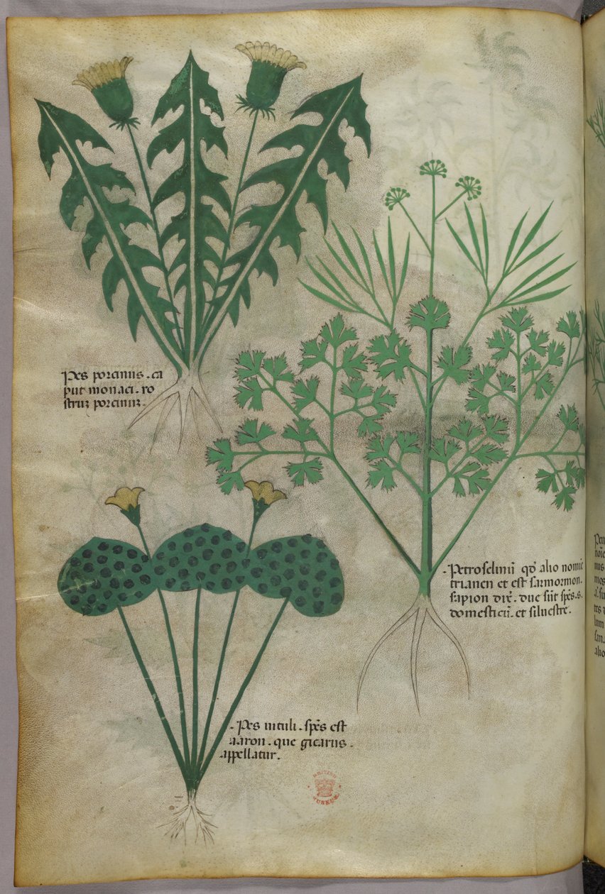 Botanische Illustration, um 1440 von Italian School