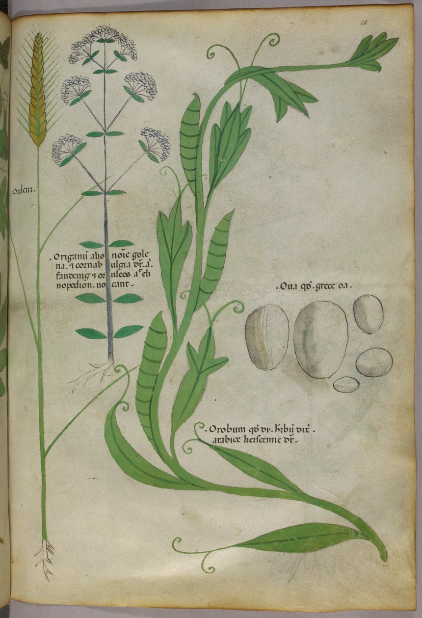 Botanische Illustration, um 1440 von Italian School