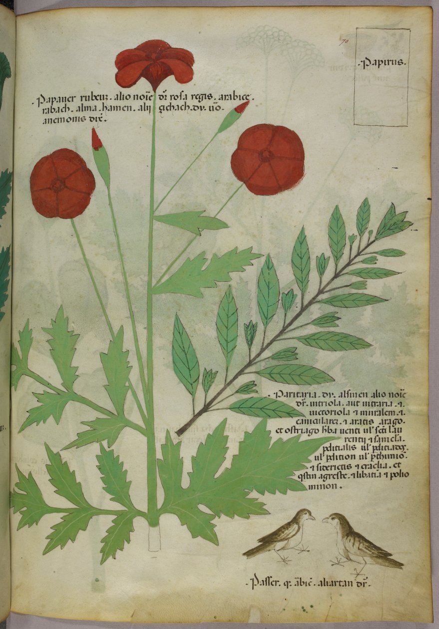 Botanische Illustration, um 1440 von Italian School