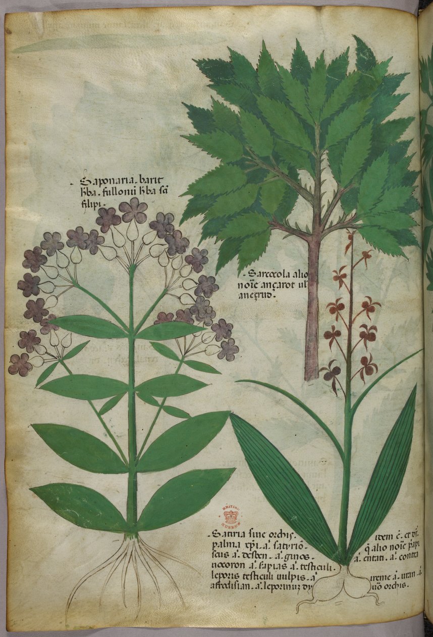 Botanische Illustration, um 1440 von Italian School