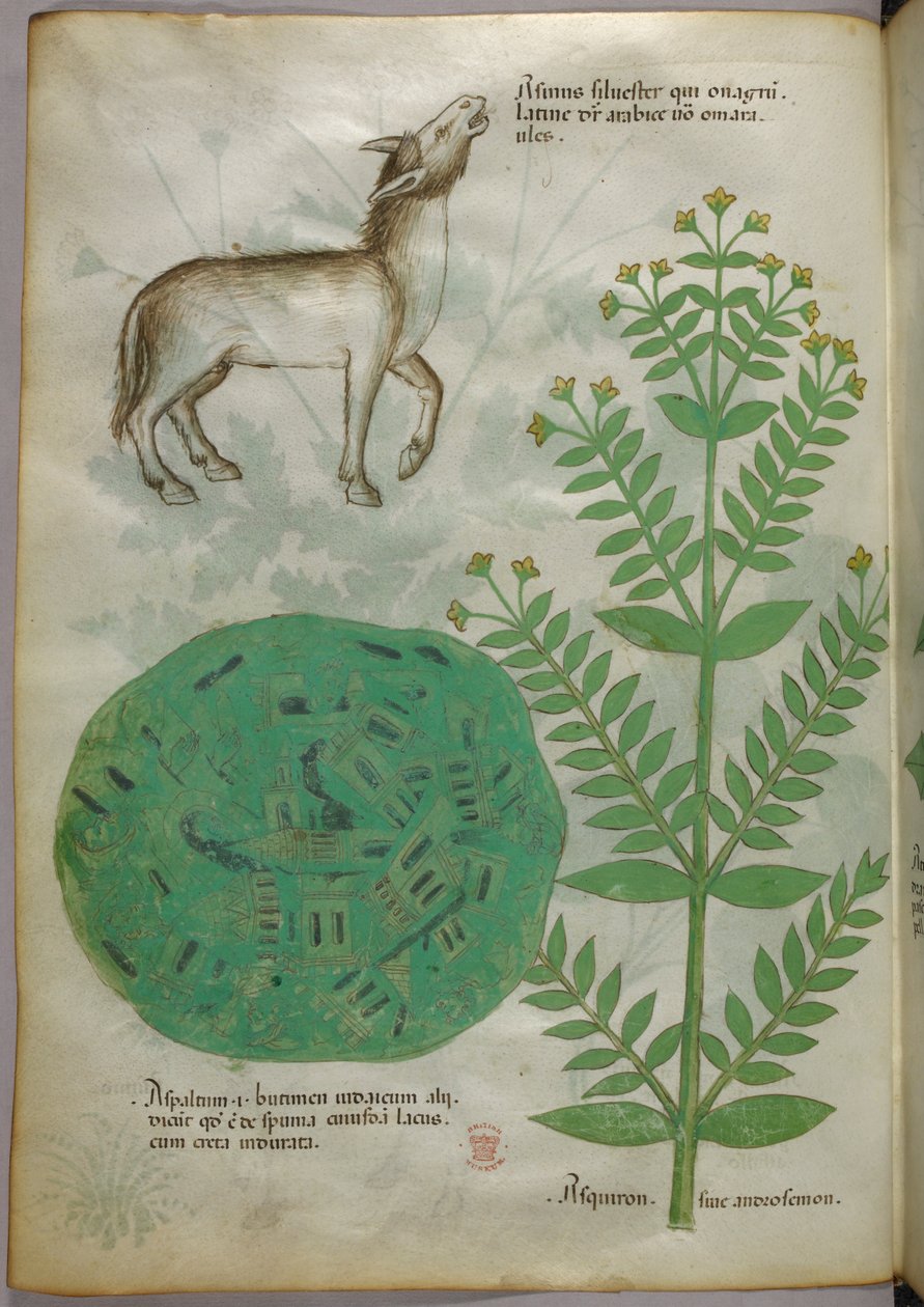 Botanische Illustration einer Pflanze mit Pferd, um 1440 von Italian School