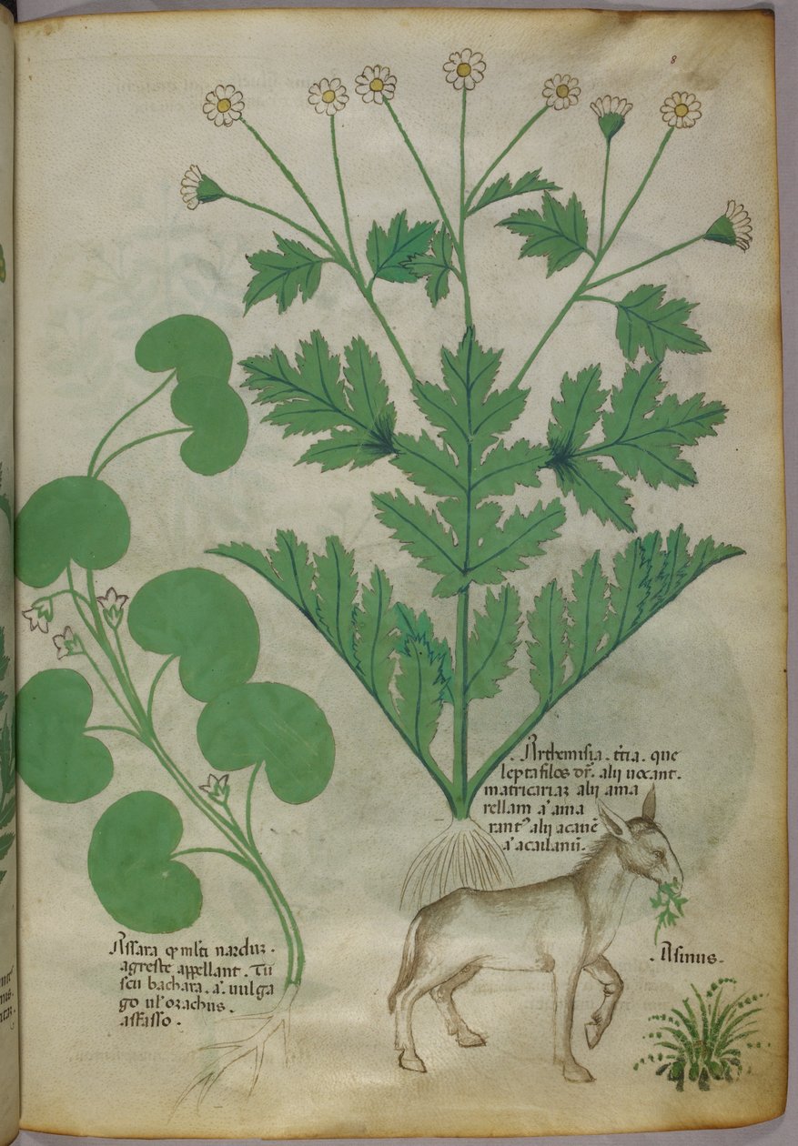Botanische Illustration von Pflanzen und einem Esel, um 1440 von Italian School
