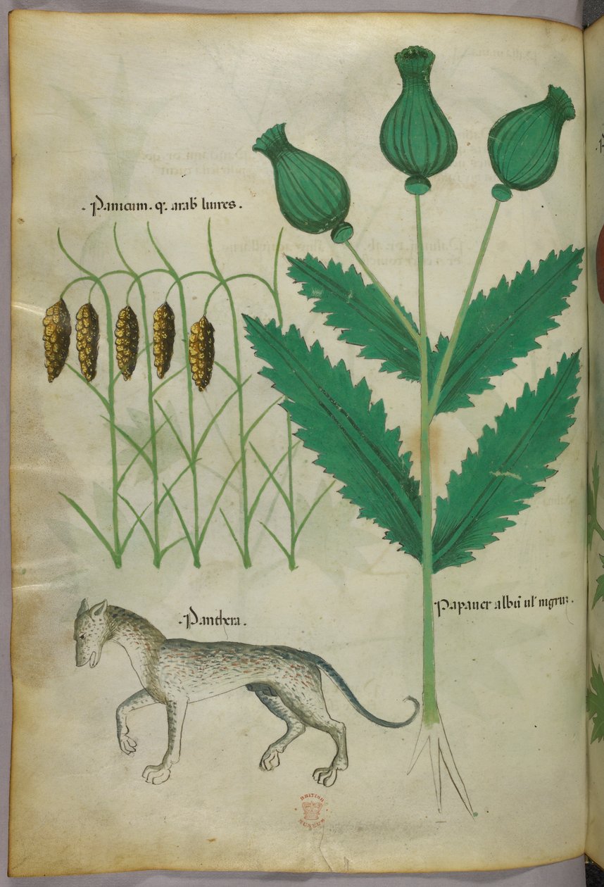Botanische Illustration von Pflanzen und einem Panther, um 1440 von Italian School