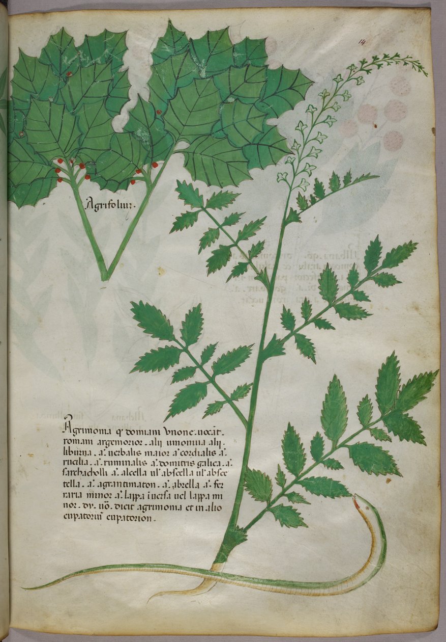 Botanische Illustration von Pflanzen und einer Schlange, um 1440 von Italian School