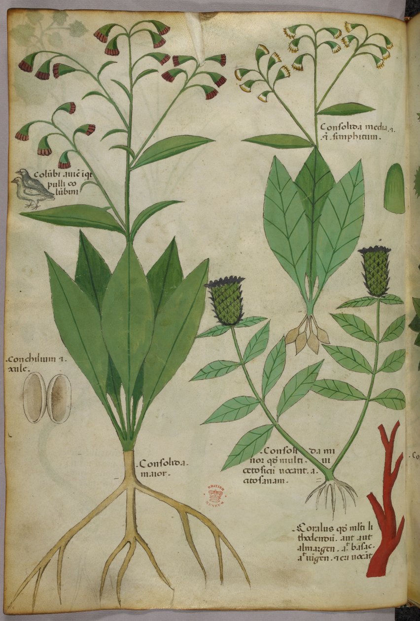 Botanische Illustration von Pflanzen und Korallen mit einer Schlange und einem Hirsch, um 1440 von Italian School