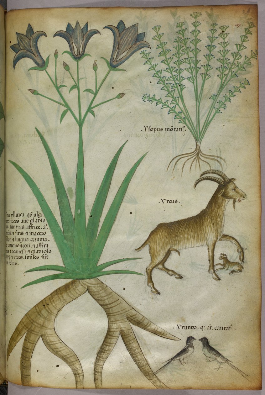 Botanische Illustration von Pflanzen, Vögeln und Ziegen, um 1440 von Italian School