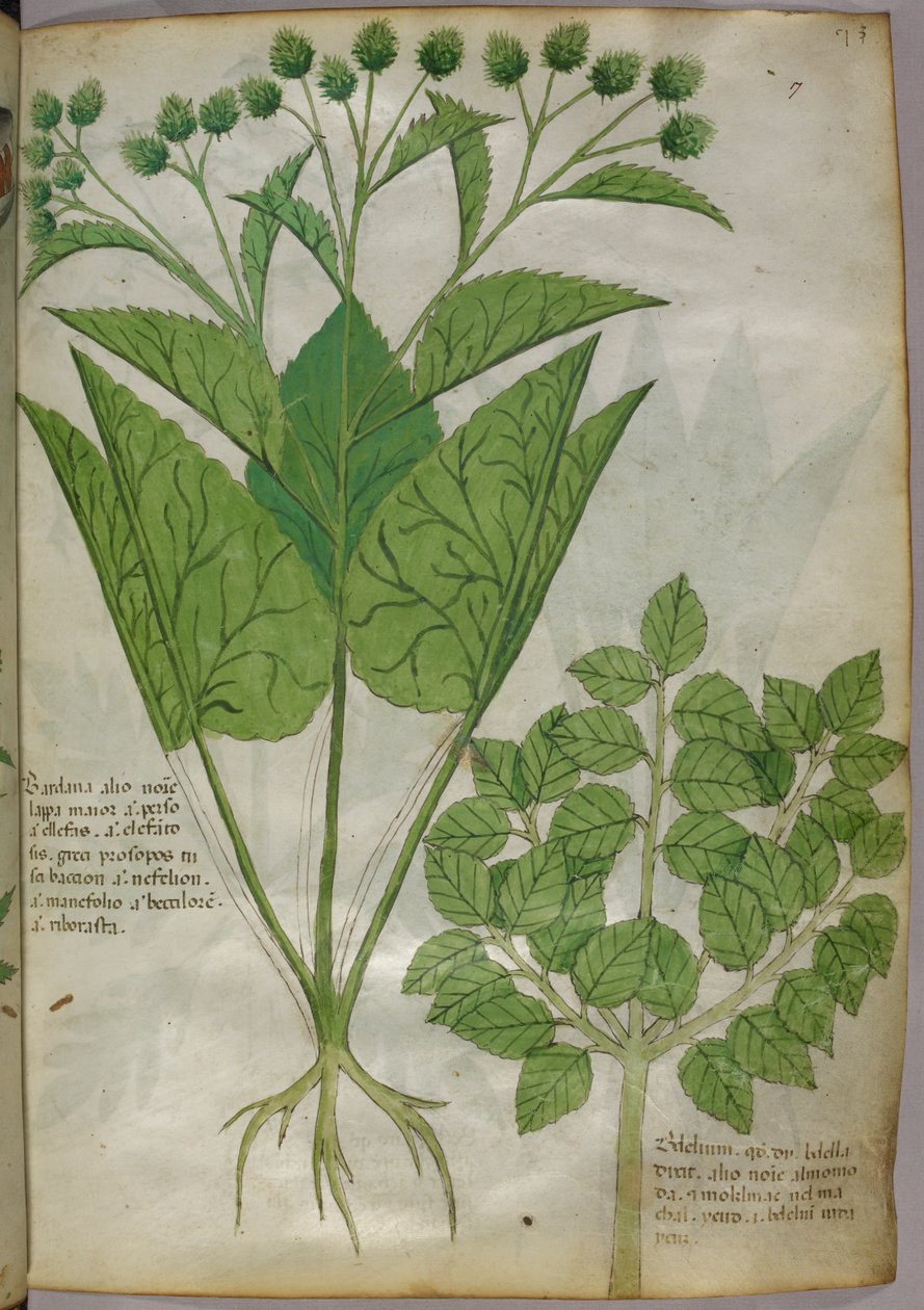 Botanische Illustration von Pflanzen, um 1440 von Italian School