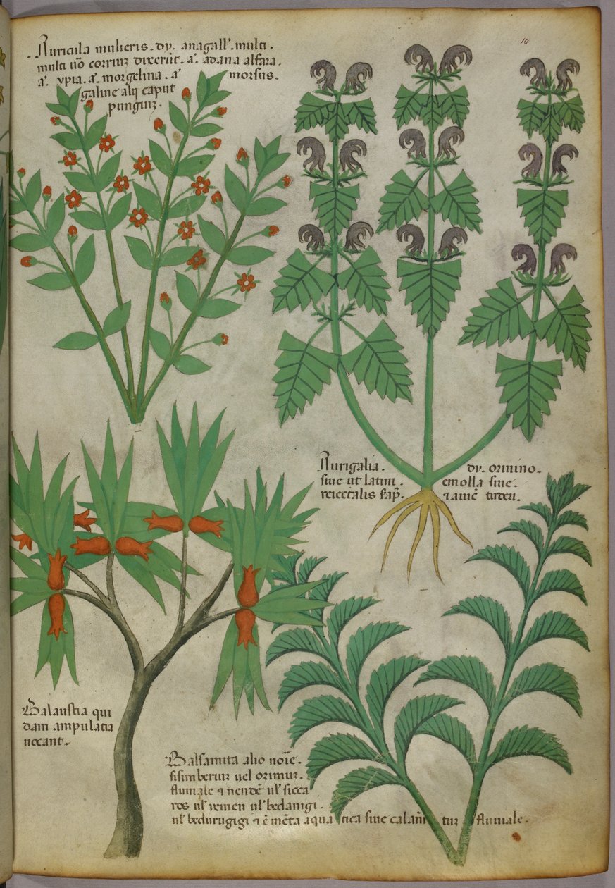 Botanische Illustration von Pflanzen, um 1440 von Italian School