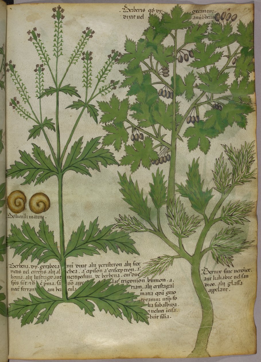 Botanische Illustration von Pflanzen, um 1440 von Italian School