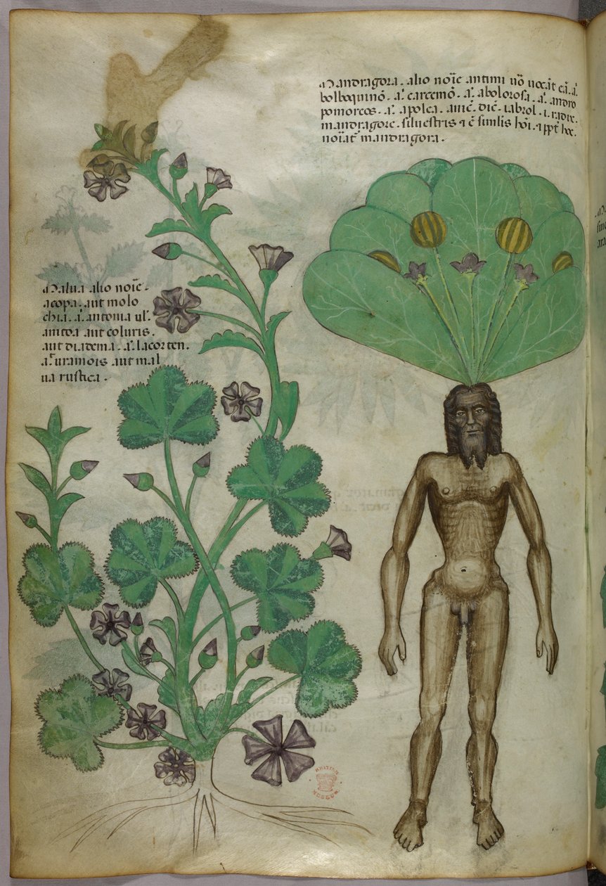 Botanische Illustration von Pflanzen, einschließlich einer Alraune mit einem nackten männlichen Körper als Wurzel, um 1440 von Italian School