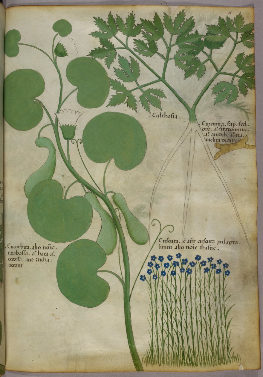 Botanische Illustration von Pflanzen, einschließlich Blumen, ca. 1440 von Italian School