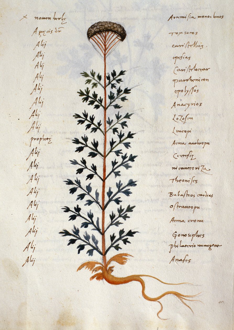 Cod. CCXXXVII Artemisia, Heilpflanze aus einem 