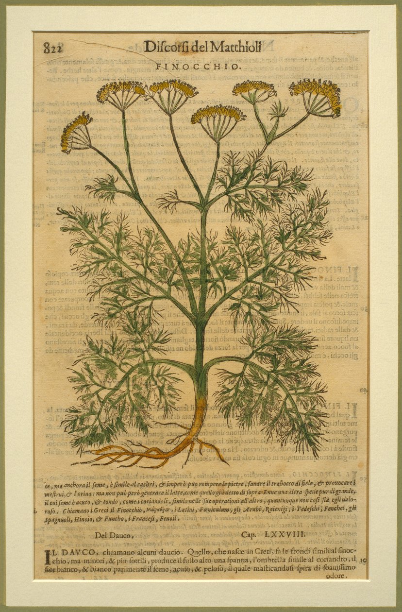 Fenchel, eine botanische Tafel aus den Discorsi von Pietro Andrea Mattioli, veröffentlicht in Venedig, 1570 von Italian School