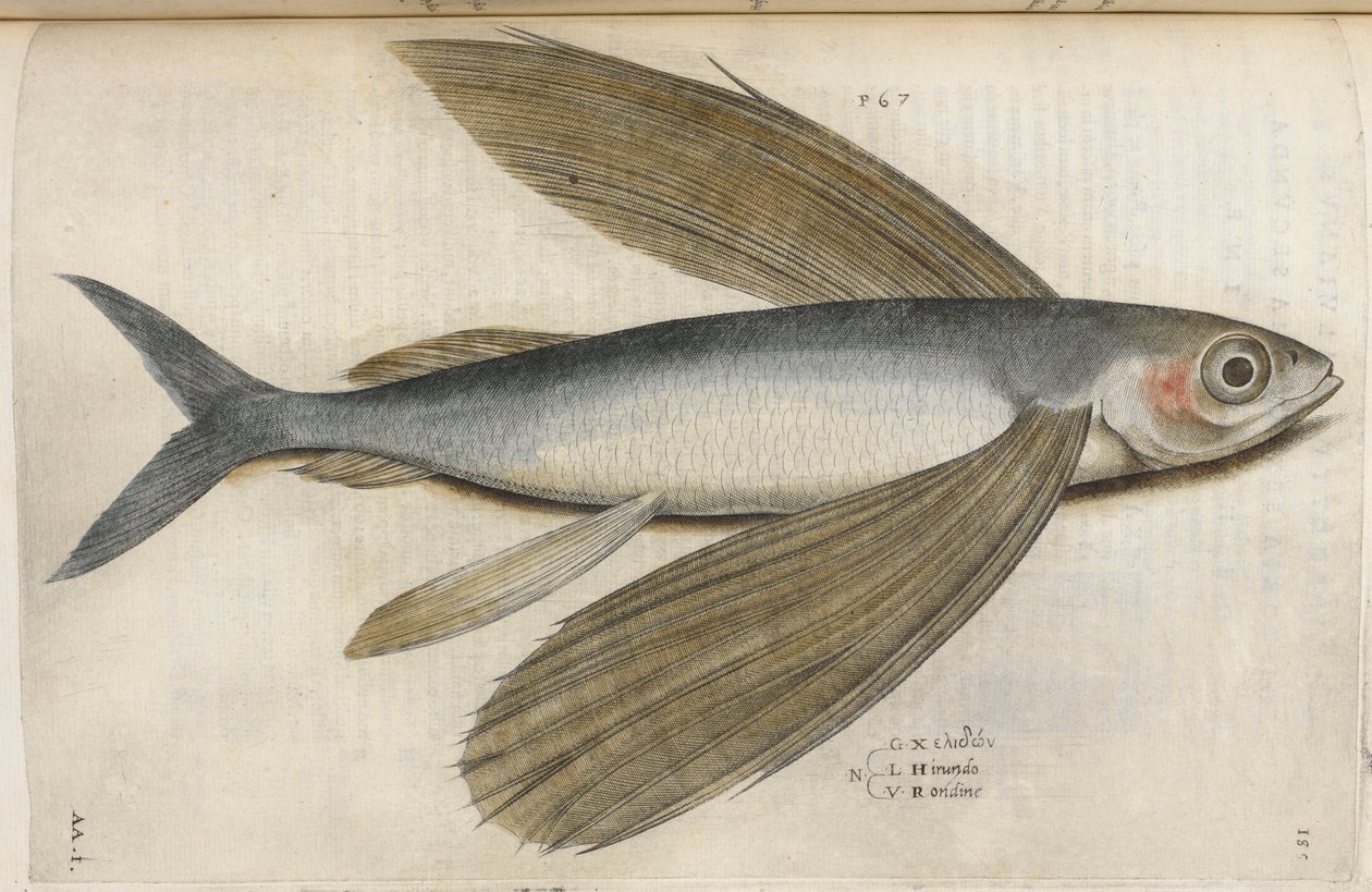Fliegender Fisch, Illustration aus 