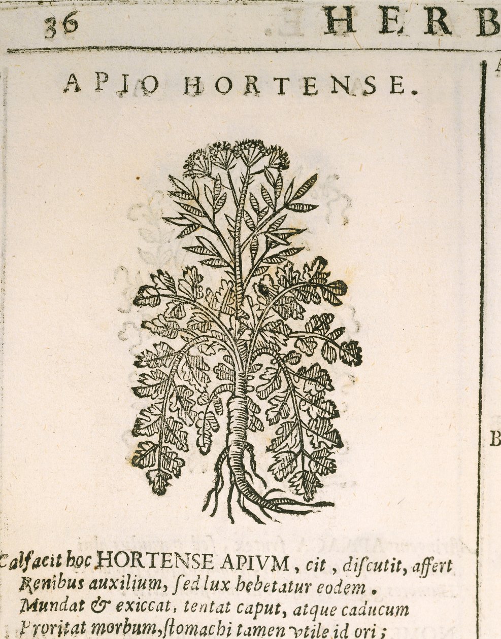 Gartenpetersilie (Petroselinum crispum), Gravur von Castore Durante von Italian School