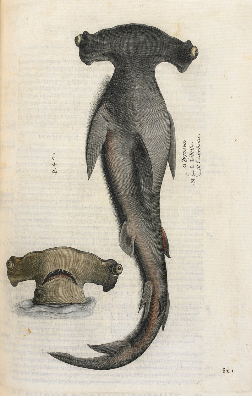 Hammerhai, Illustration aus 