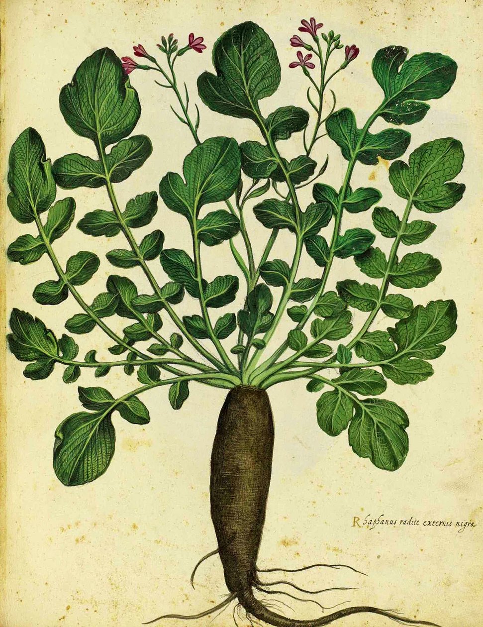 Langer schwarzer Rettich von Ulisse Aldrovandi von Italian School
