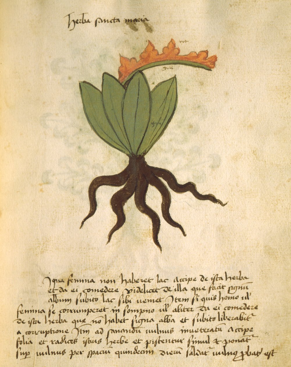 Herba Santa Maria, aus Liber Herbarius una cum rationibus conficiendi medicamenta von Orgione Rizzardo von Italian School