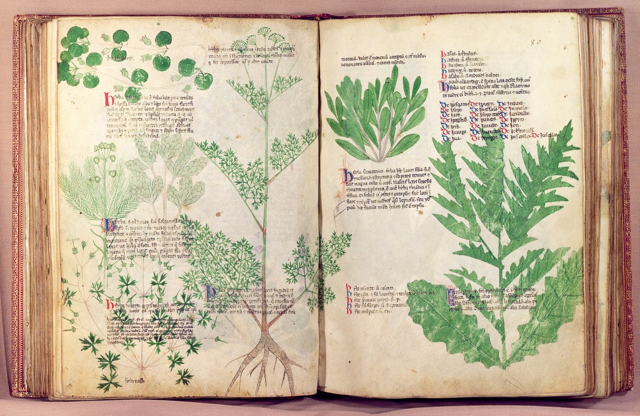 Pflanzen aus De Herbis von Manfredus de Monte Imperiali von Italian School