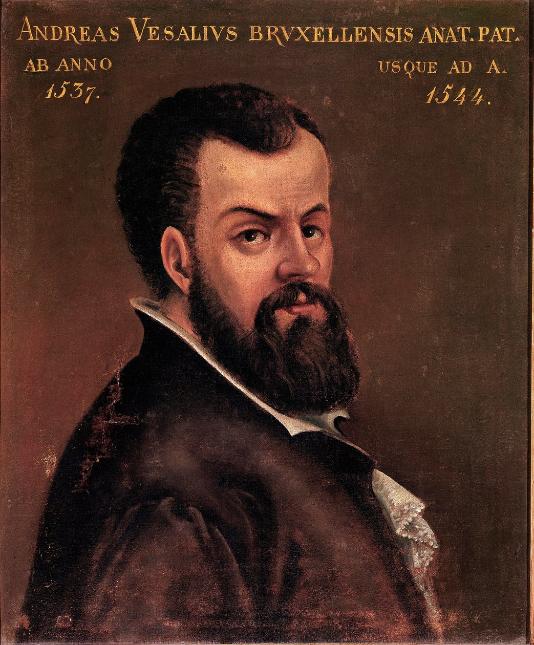 Porträt von Andre Vesale (Andreas Vesalius) (1514-1564), Anatom und Arzt von Karl V. 16. Jahrhundert Padua, Universität von Italian School