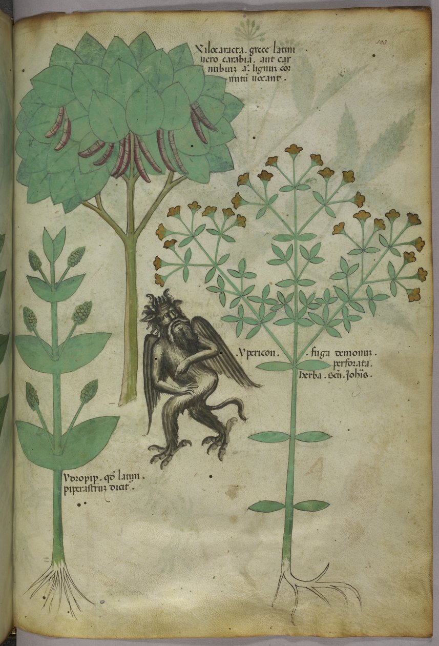 Sloane 4016 f.103 Miniatur von Pflanzen und einem Dämon: das Kraut Ypericon, das angeblich Dämonen abwehrt, aus 