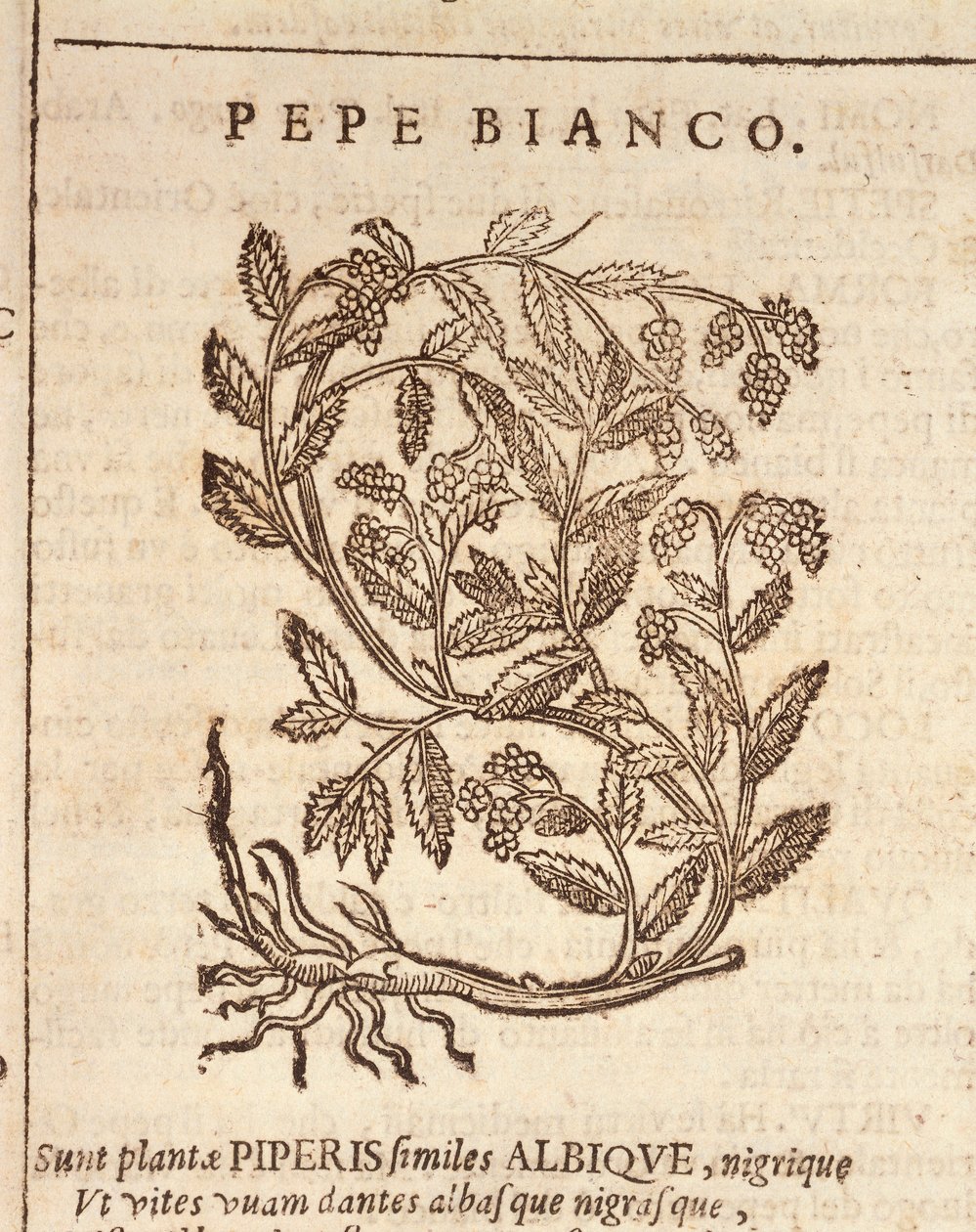 Weißer Pfeffer von der schwarzen Pfefferpflanze (Piper nigrum), Gravur von Castore Durante von Italian School