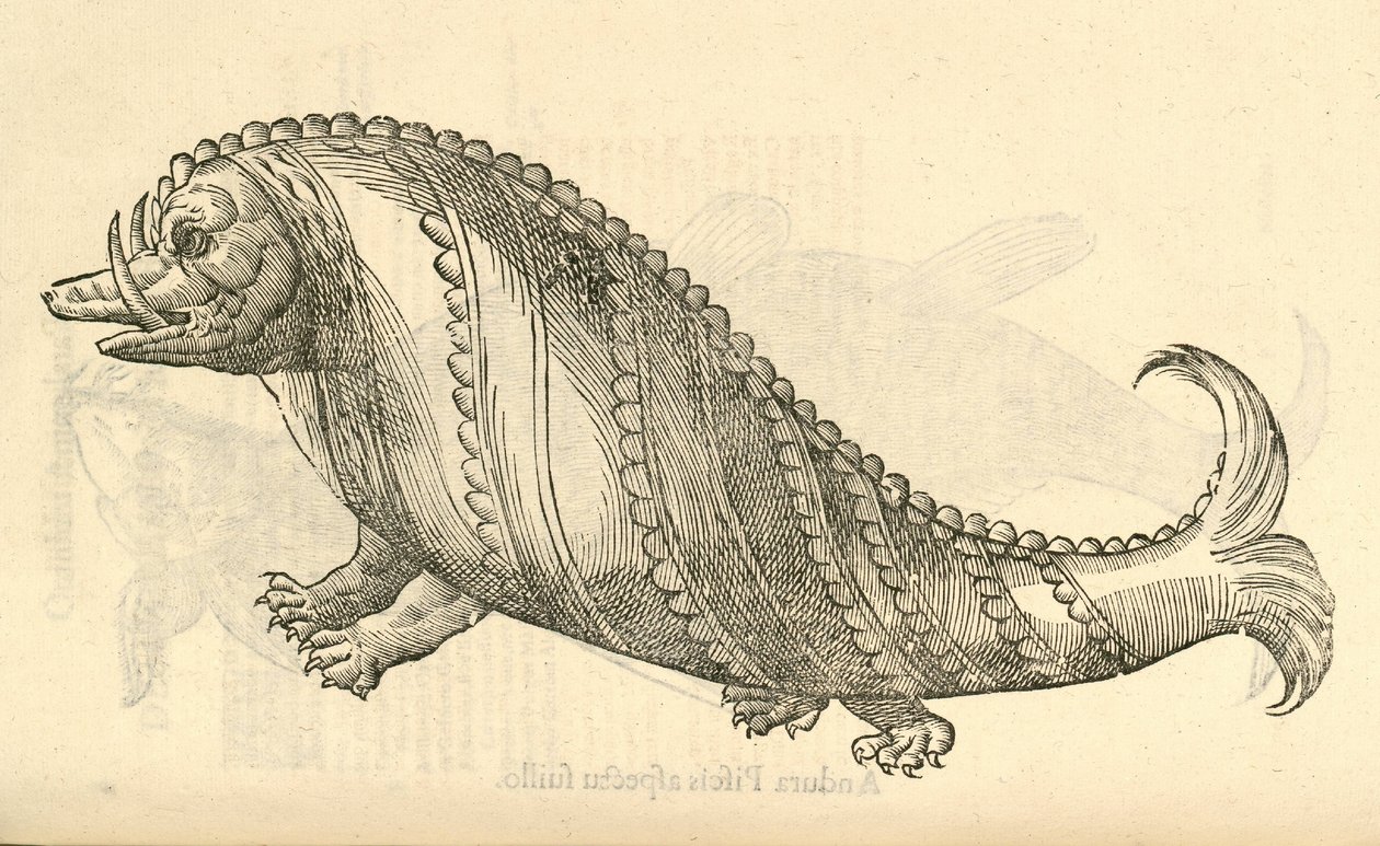 Illustration von Aper Marinus Cetaceus aus Aldrovandis Geschichte der Monster, 1642 von Italian School