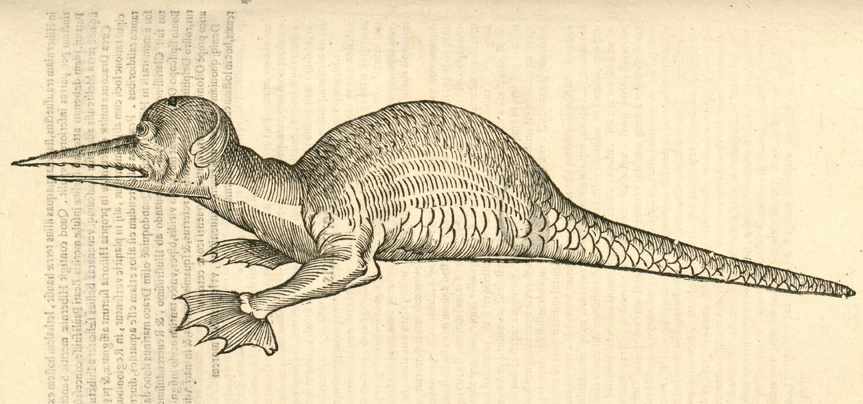 Illustration von Draco marinus monophthalmos bipes aus Aldrovandis Geschichte der Monster, 1642 von Italian School