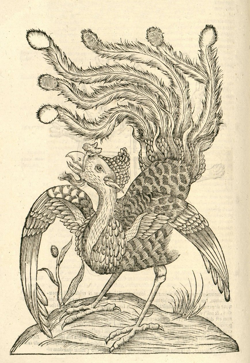 Illustration von Gallus Indicus auritus tridactylus aus Aldrovandis Geschichte der Monster, 1642 von Italian School