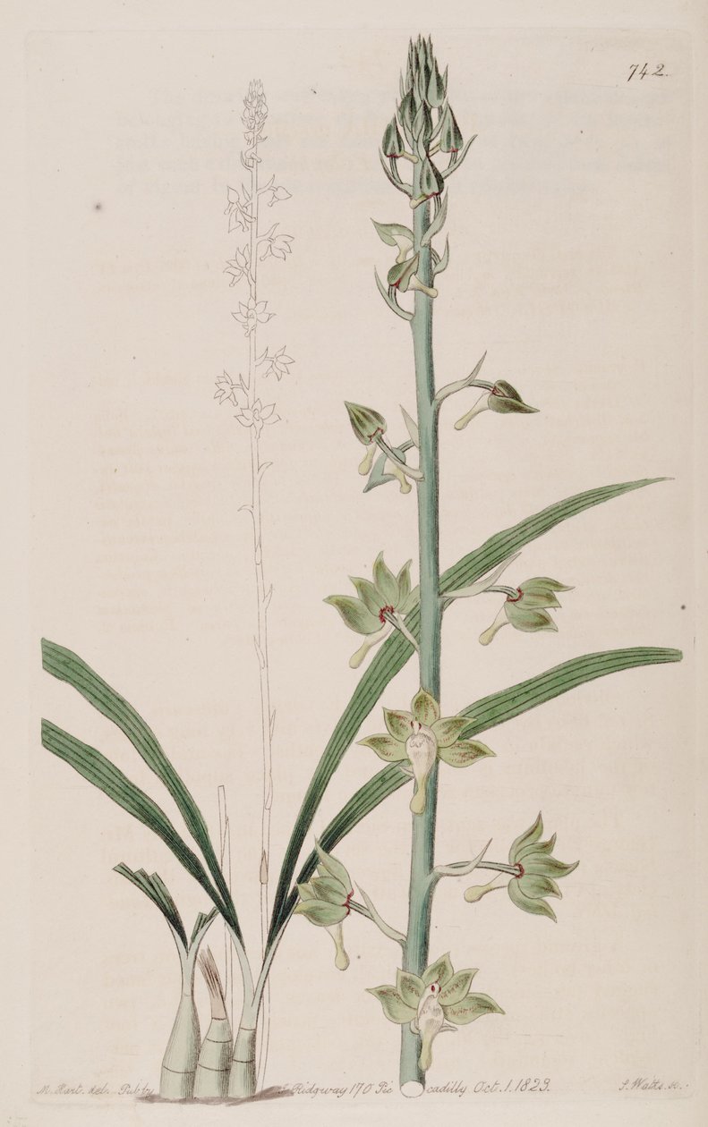 Illustration von Eulophia gracilis von Jams  Watts