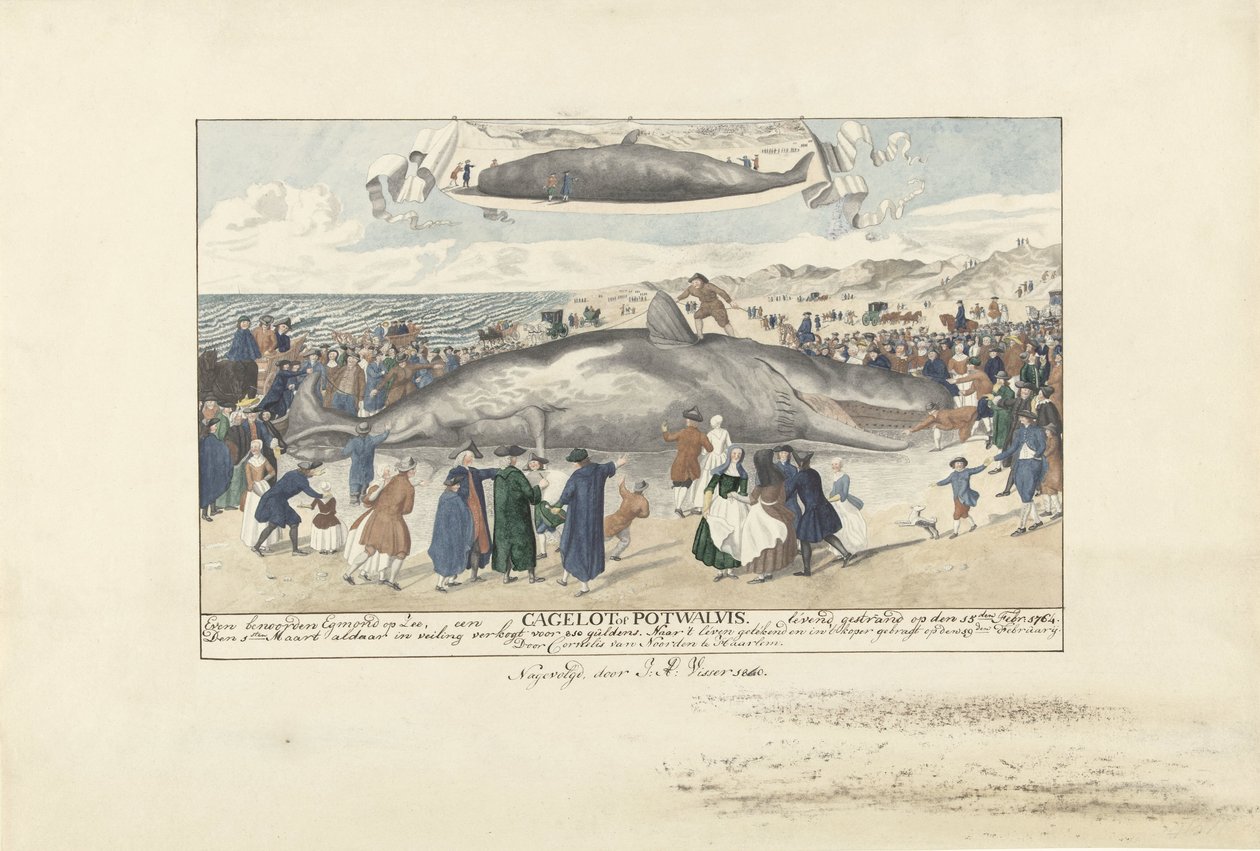 Pottwal gestrandet bei Egmond aan Zee, 1764 von J.A. Visser