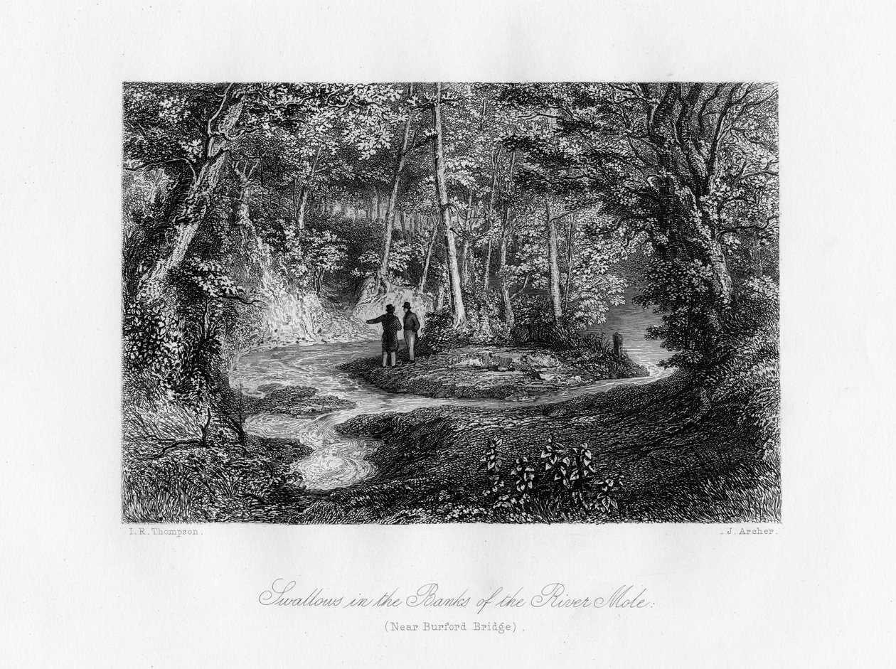 Schwalben an den Ufern des Flusses Mole, Surrey, 19. Jahrhundert von J. Archer