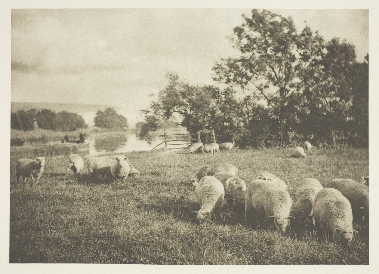 Eine Studie von Schafen von J. B. B. Wellington
