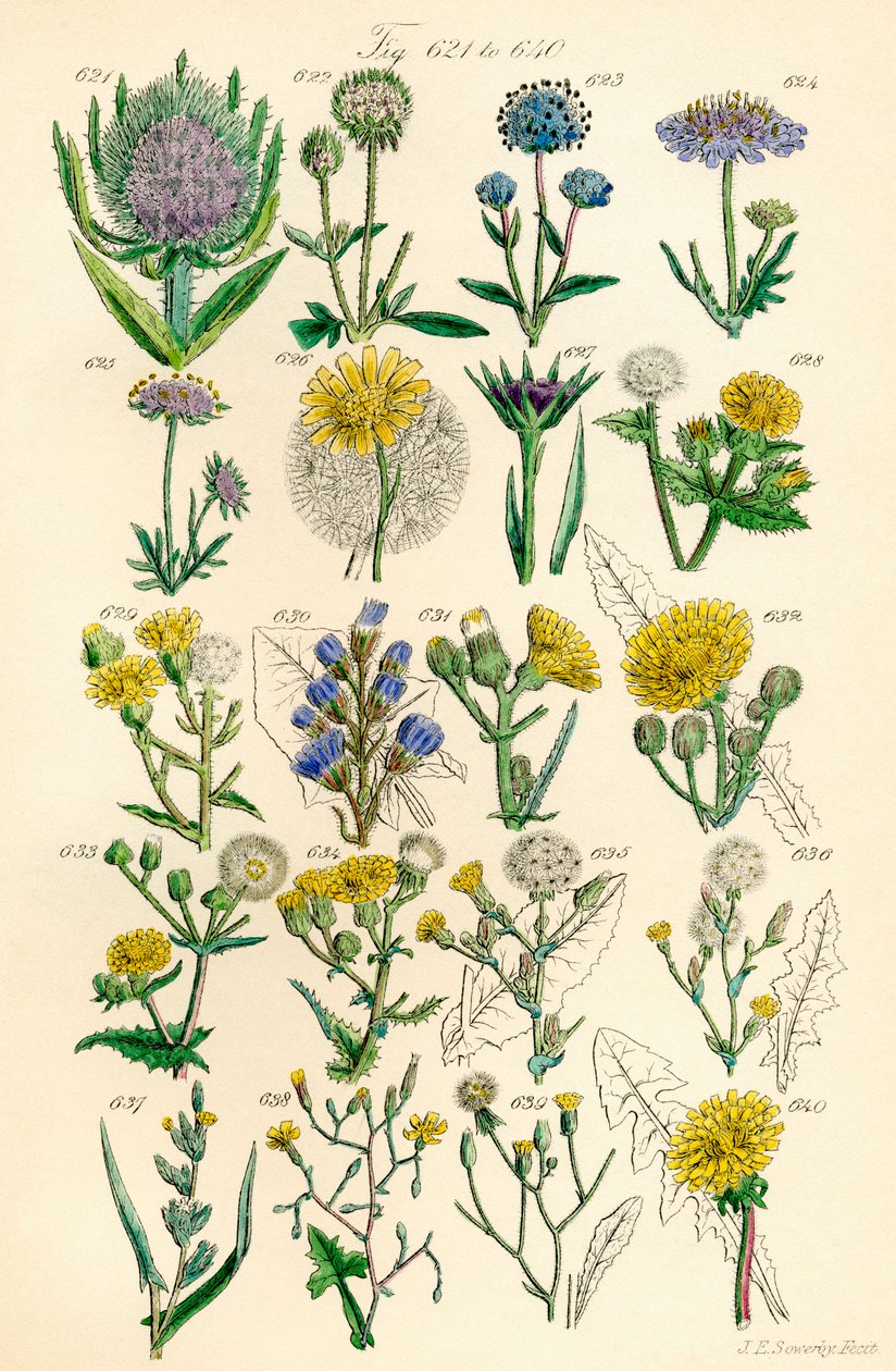 Seite mit Farbabbildungen aus British Wild Flowers nach einem Werk von J. E. Sowerby und C. P. Johnson von J. E. and Johnson C. P.  Sowerby