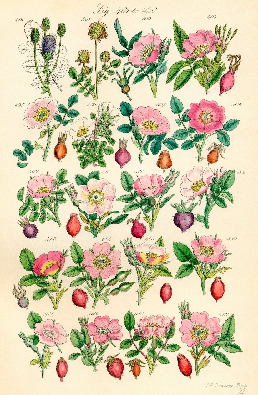 Seite mit Farbabbildungen aus British Wild Flowers nach einem Werk von J. E. Sowerby und C. P. Johnson von J. E. and Johnson C. P.  Sowerby