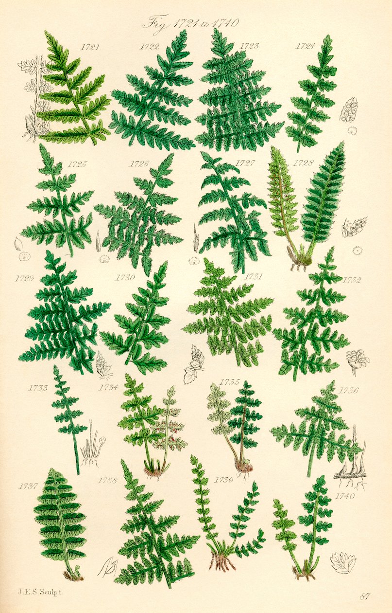 Seite mit Farbabbildungen aus British Wild Flowers nach einem Werk von J. E. Sowerby und C. P. Johnson von J. E. and Johnson C. P.  Sowerby