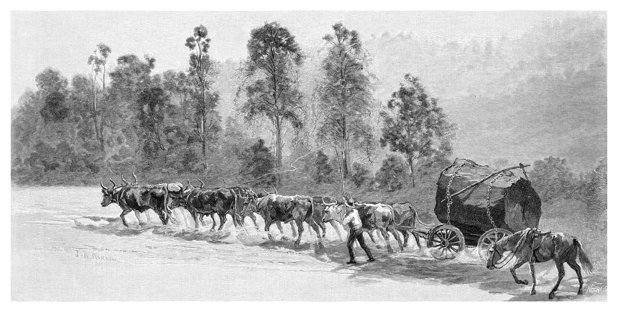 Zedernfällung am Richmond River, New South Wales, Australien, 1886 von J. R. Ashton