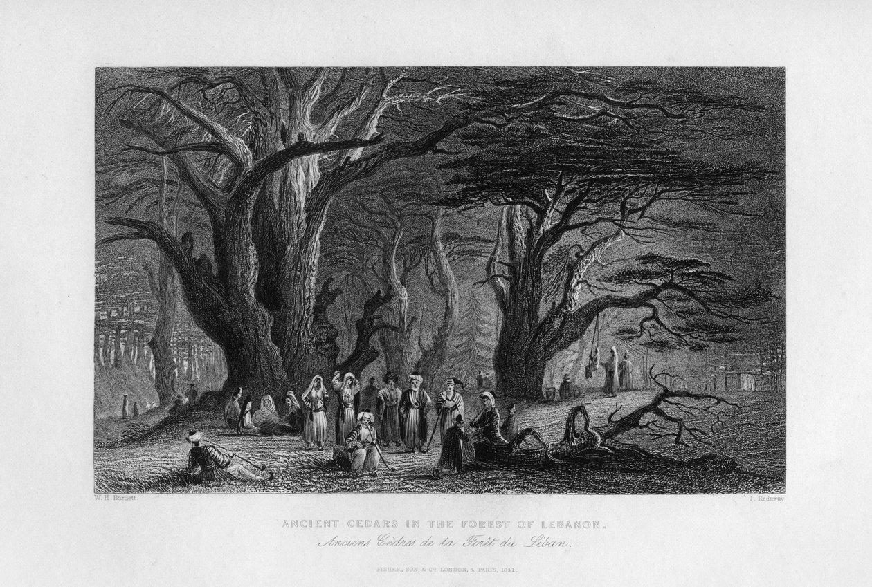 Alte Zedern im Wald des Libanon, 1841 von J. Redaway