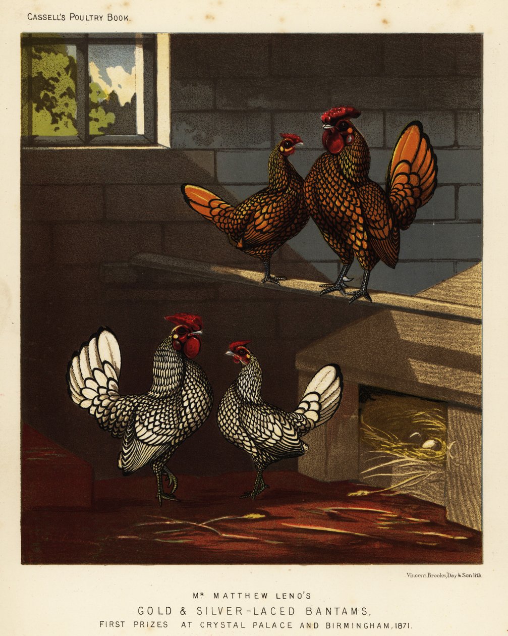 Goldgesäumter Bantam und silbergesäumter Bantam Hahn und Henne von J. W. (after) Ludlow