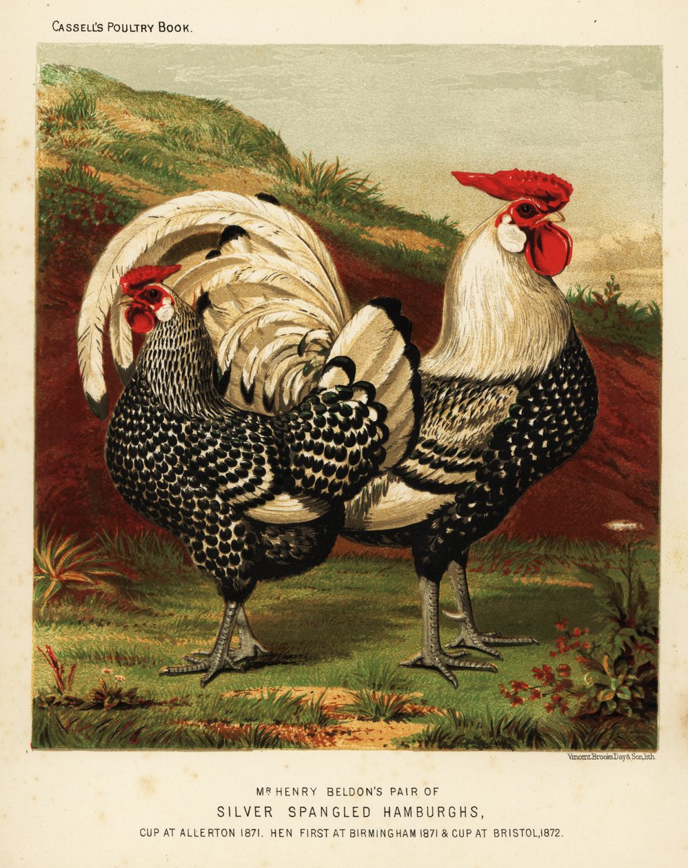 Silbergesprenkelte Hamburgh-Hahn und -Henne von J. W. (after) Ludlow