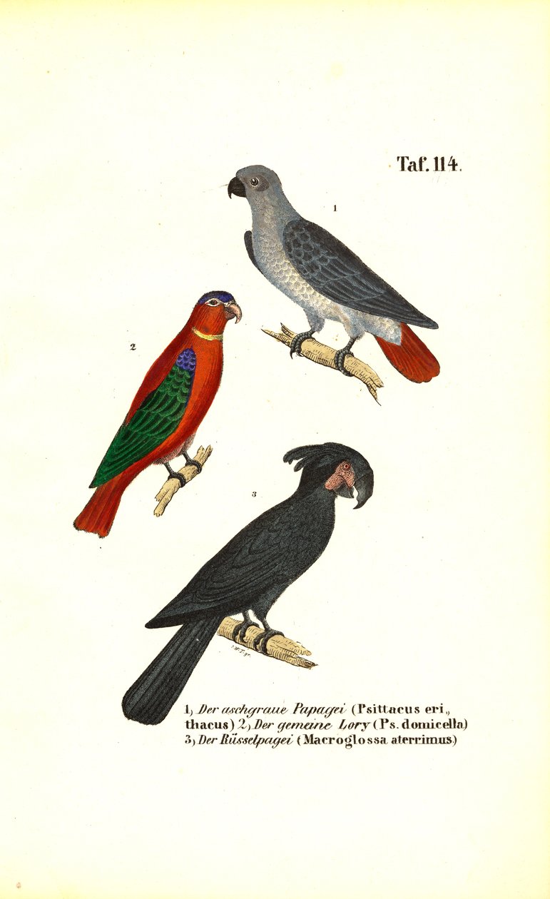 Graupapagei, Lori und Palmkakadu von J. W. Tenhaeff