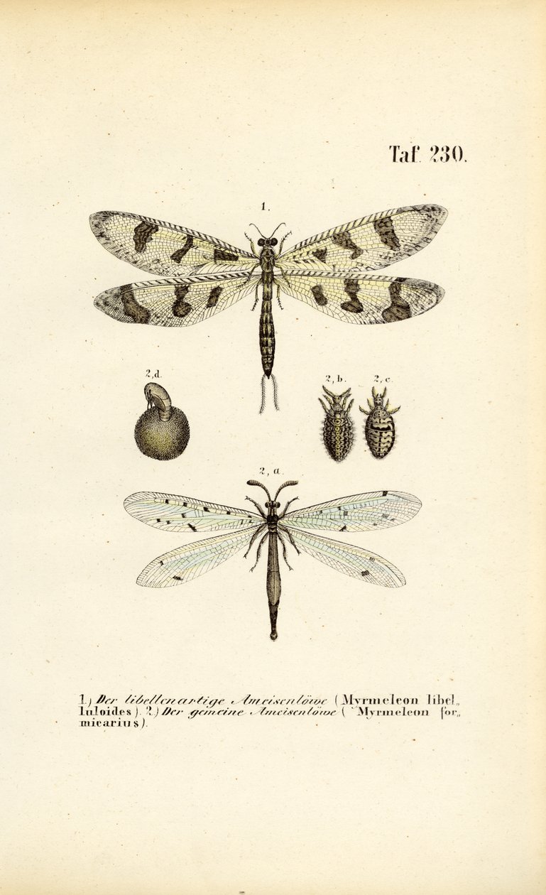 Ameisenlöwen und ihre Entwicklungsstadien von J. W. Tenhaeff