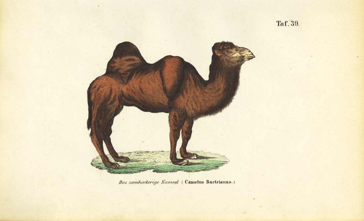 Baktrisches Kamel von J. W. Tenhaeff