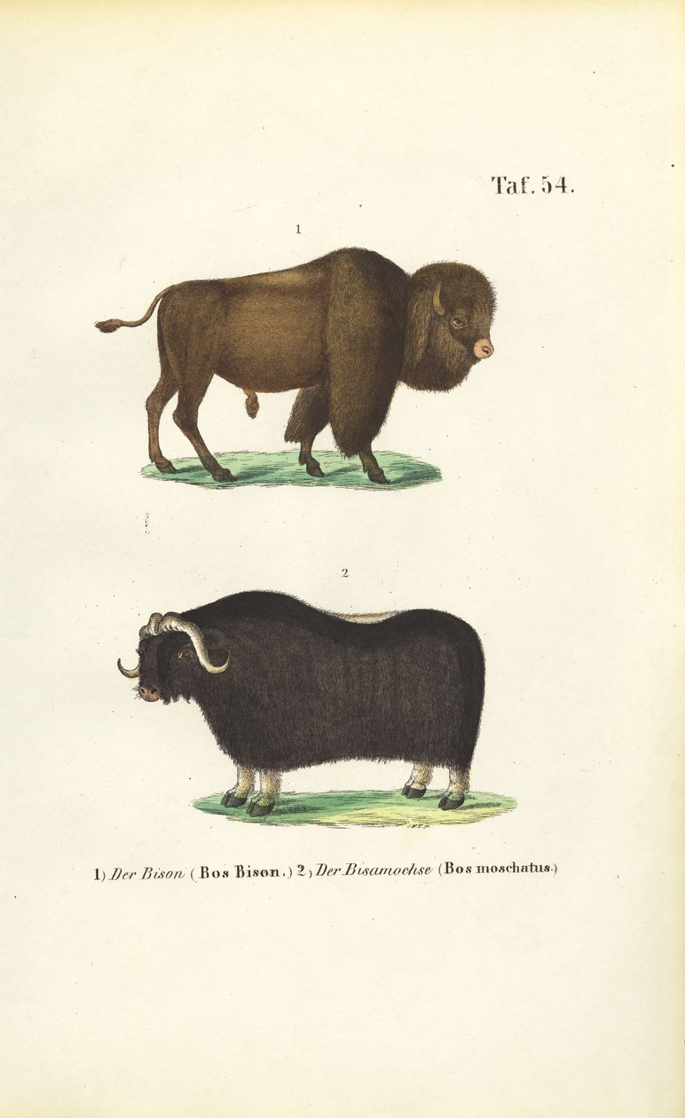 Bison und Moschusochse von J. W. Tenhaeff