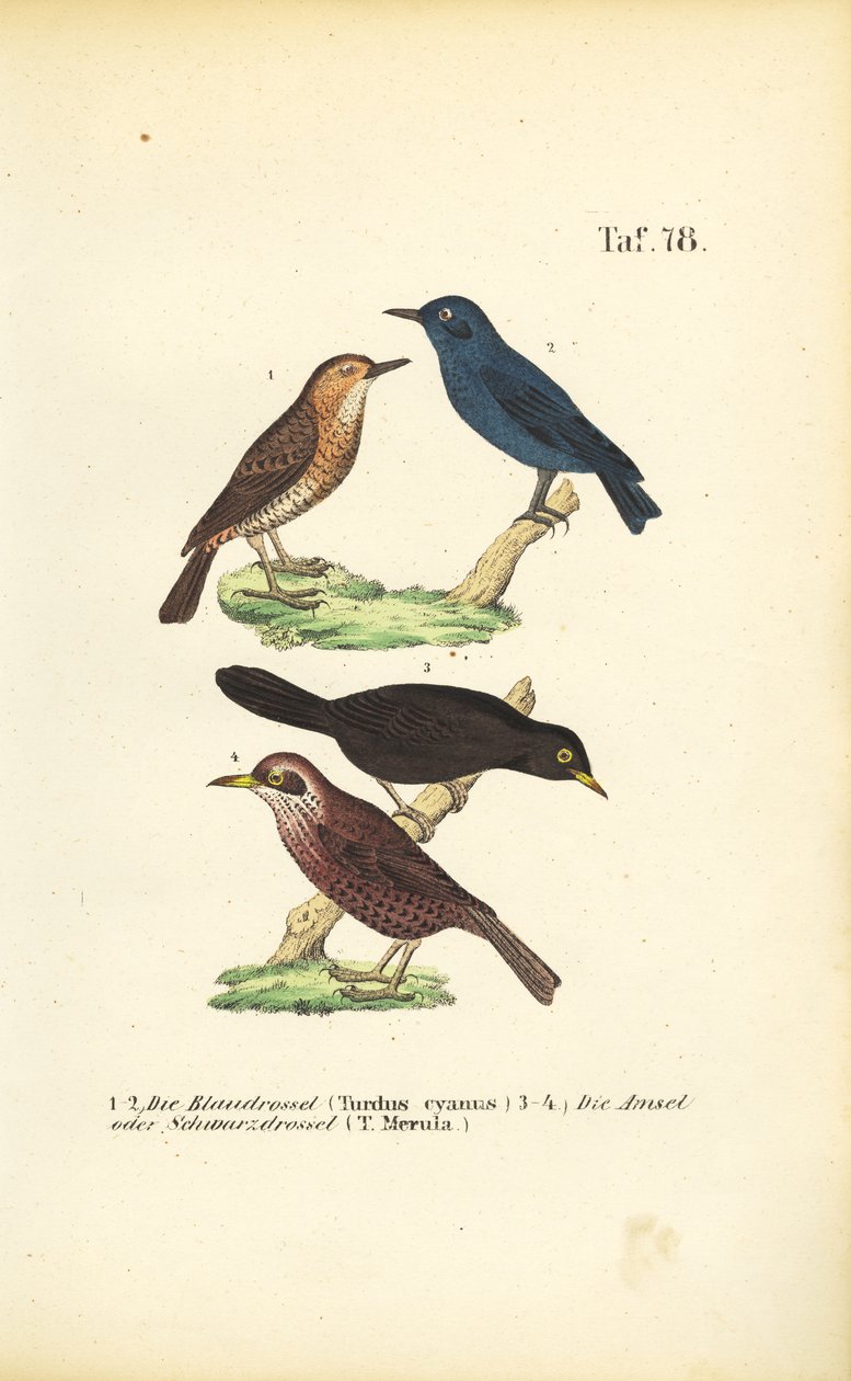 Blaumerle und Amsel von J. W. Tenhaeff