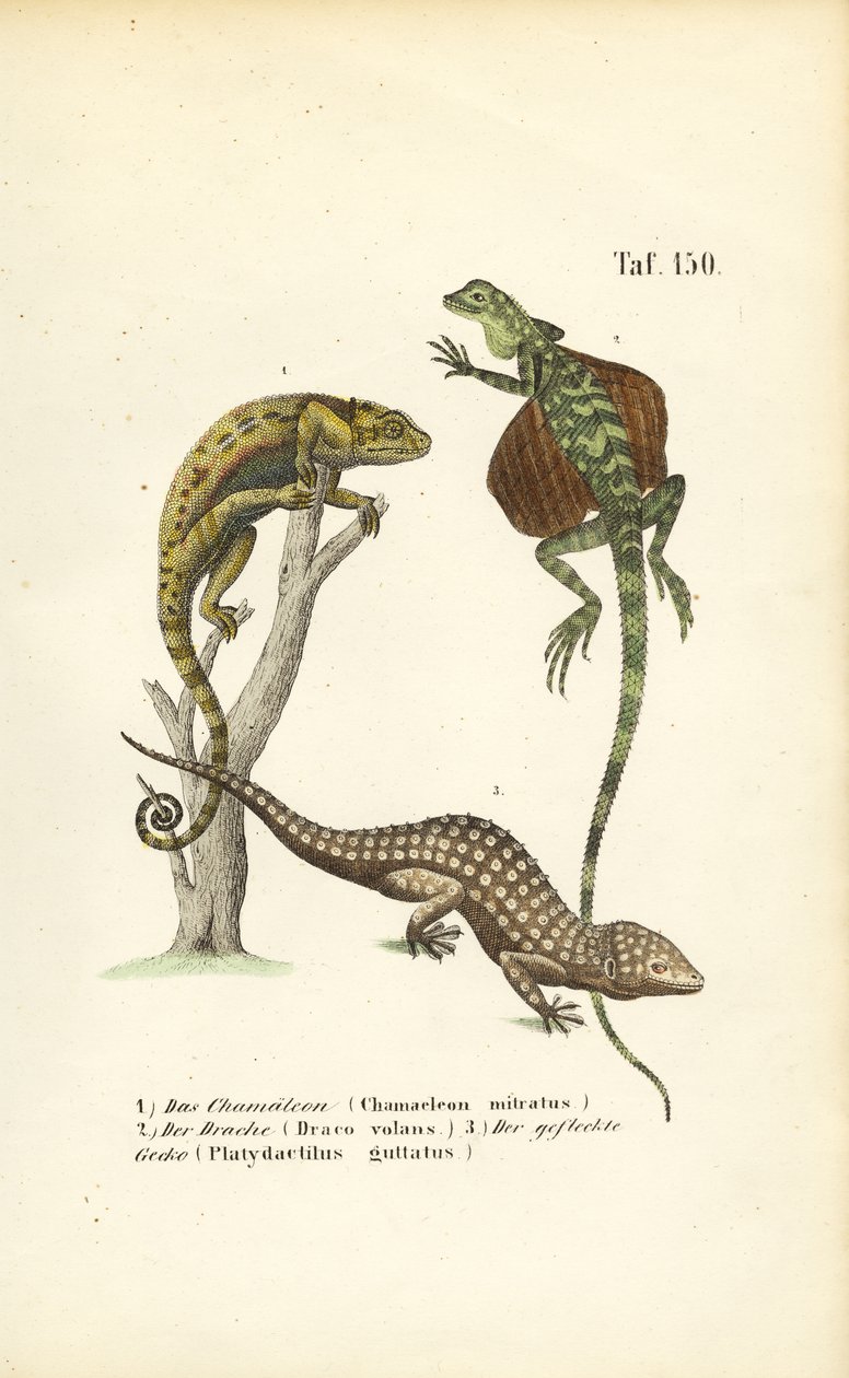 Chamäleon, Flugdrachen und Tokay-Gecko von J. W. Tenhaeff