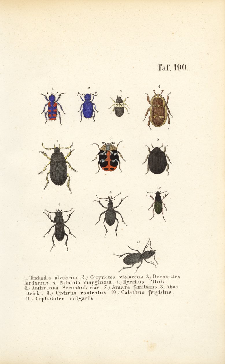 Vielfalt europäischer Käferarten von J. W. Tenhaeff