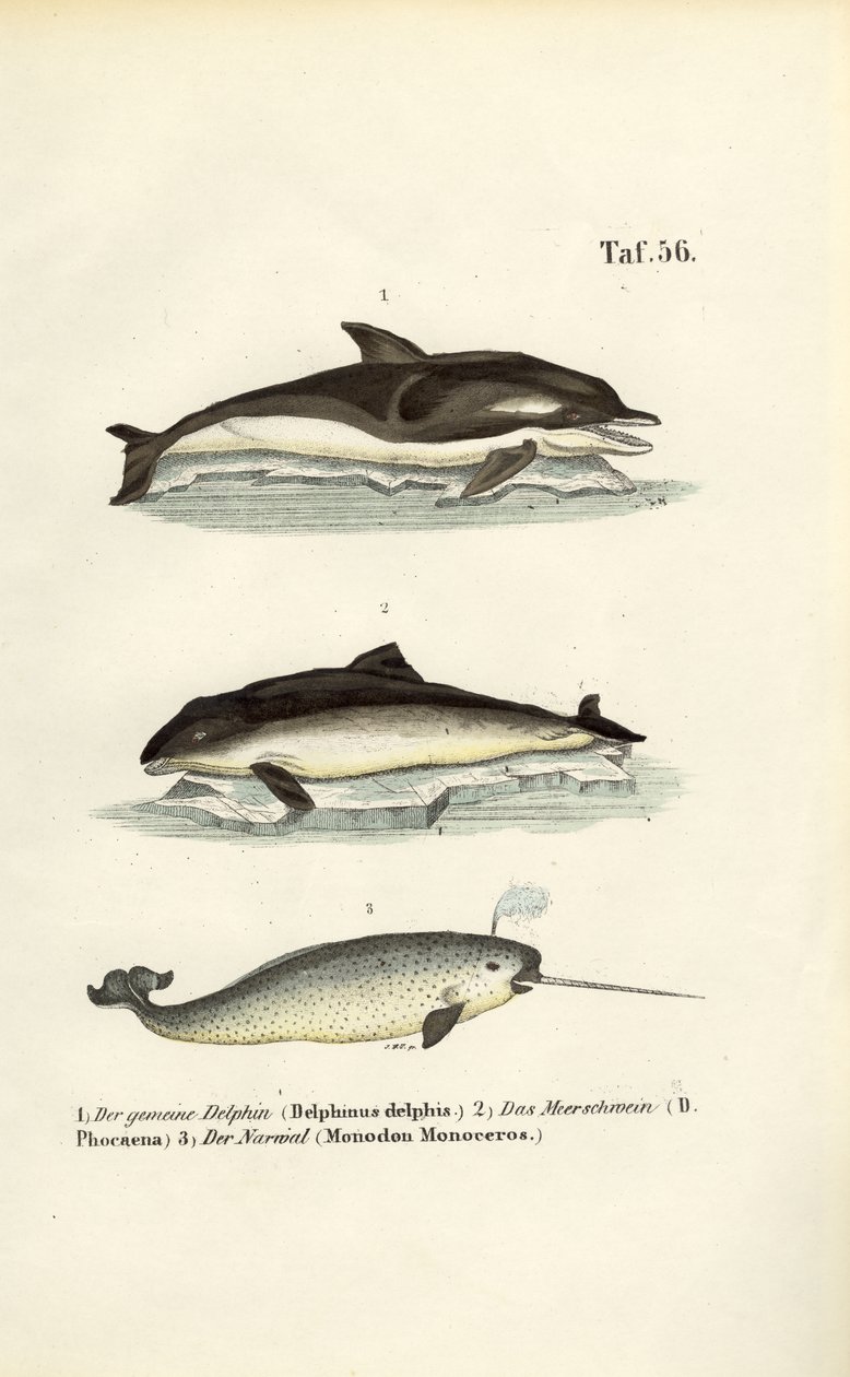 Delfine und Narwal von J. W. Tenhaeff