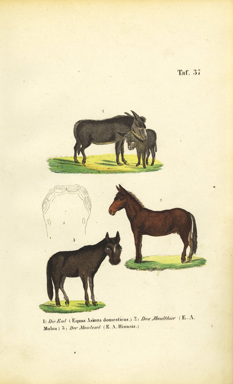 Hausesel, Maultier und Maulesel von J. W. Tenhaeff