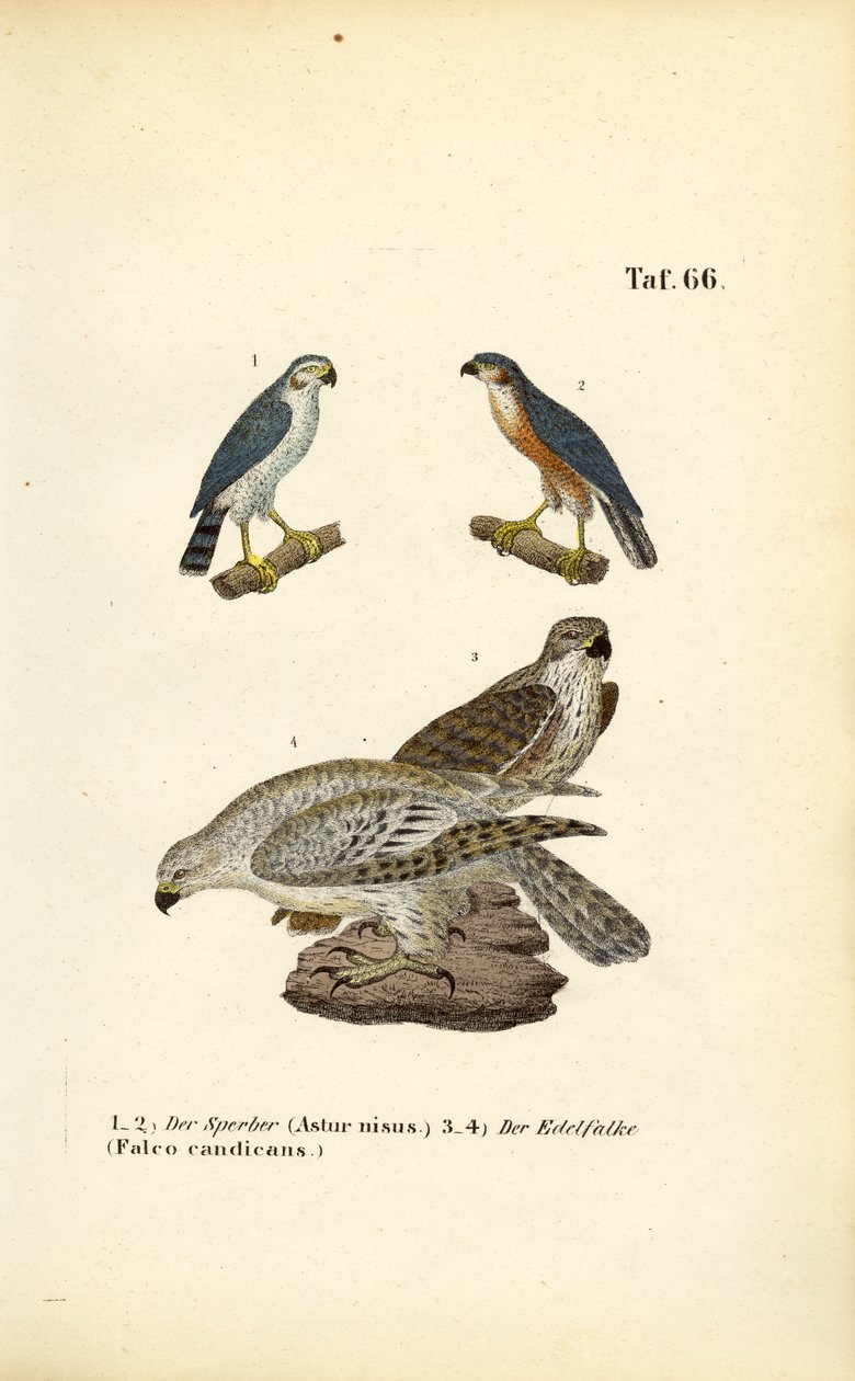 Habicht und Gerfalke von J. W. Tenhaeff